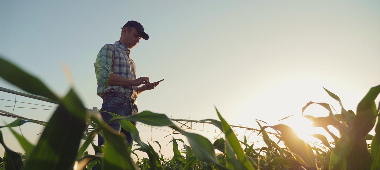 Photo of farmer inspecting crop