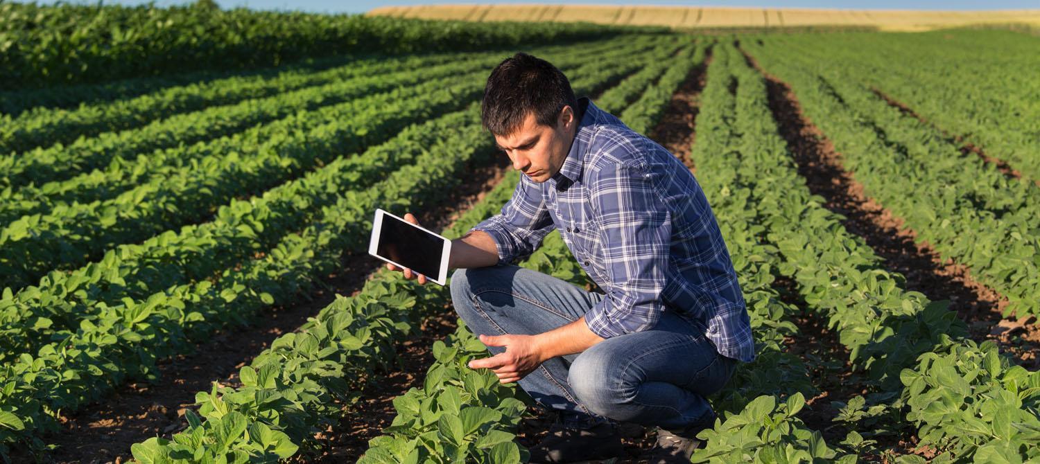 Photo of farmer inspecting crop
