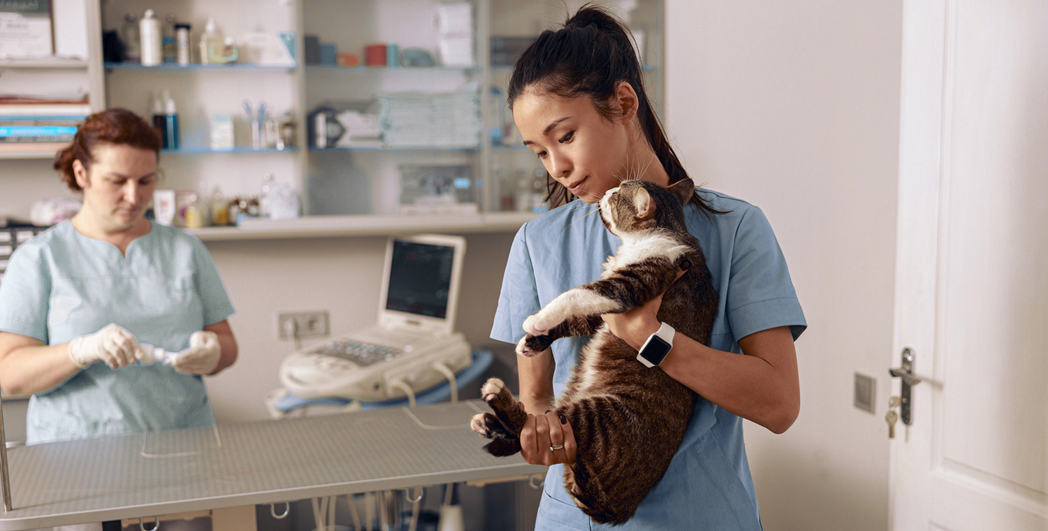Photo of veterinary assistant holding a cat in a veterinary office