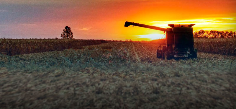 Combine in a field at sunset harvesting corn